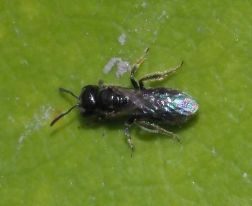 Lasioglossum sp.